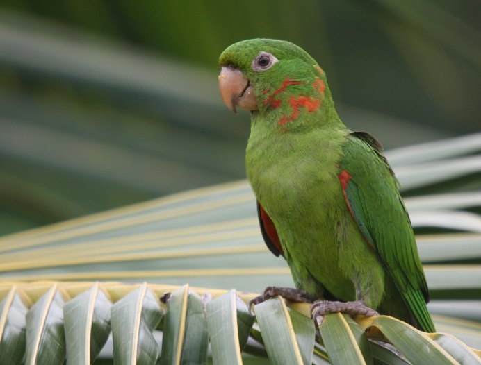 Белоглазая аратинга (Aratinga leucophthalmus)