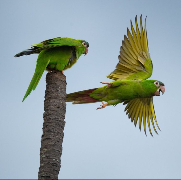 Аратинга синелобый