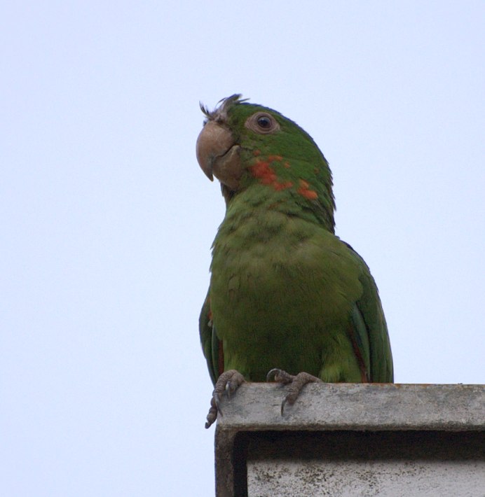 Попугаи в Германии