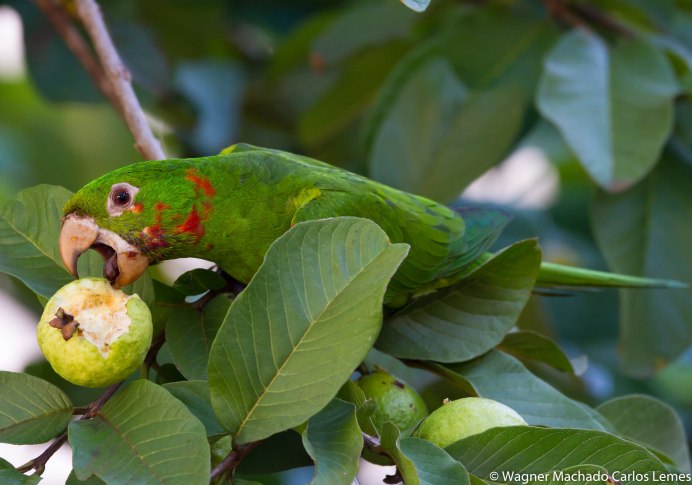 Aratinga leucophthalmus