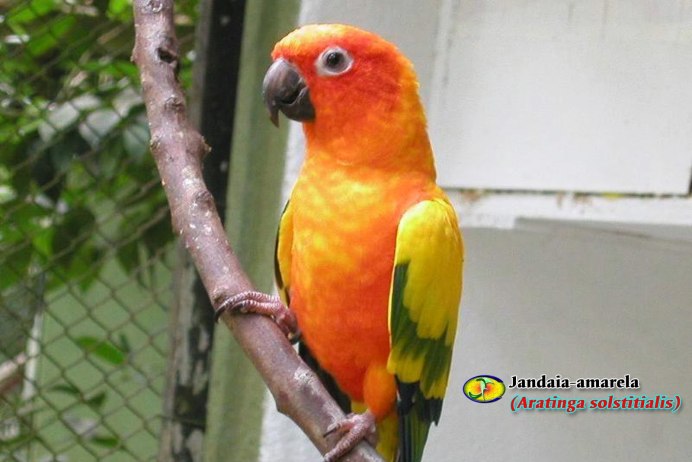 Попугай желтый с зелеными крыльями