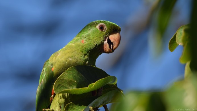 Колумбийский белоглазый аратинга