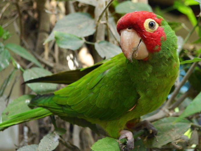 Красноголовая аратинга