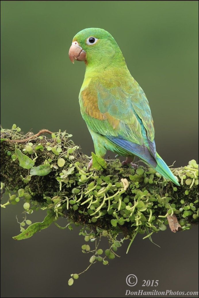 Солнечная аратинга без перьев