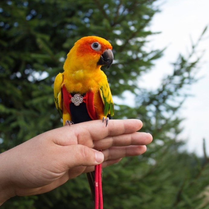 Коричневощёкая аратинга