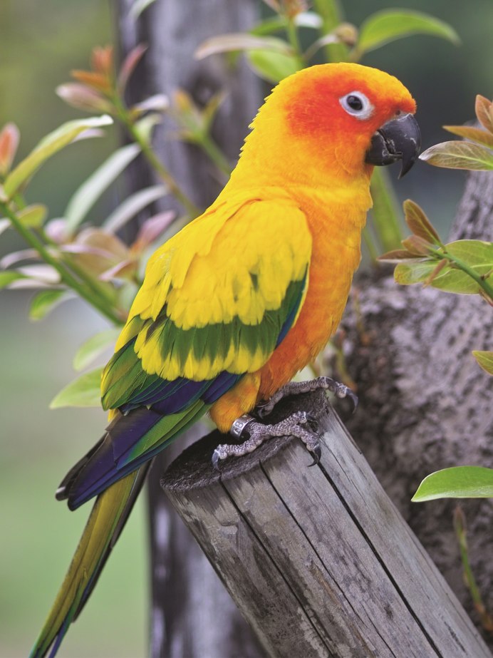 Попугай аратинга