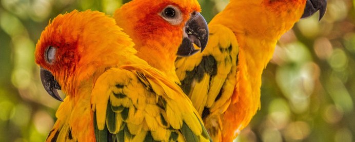 Птенец аратинга