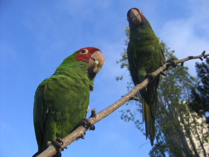 Оранжеволобая аратинга