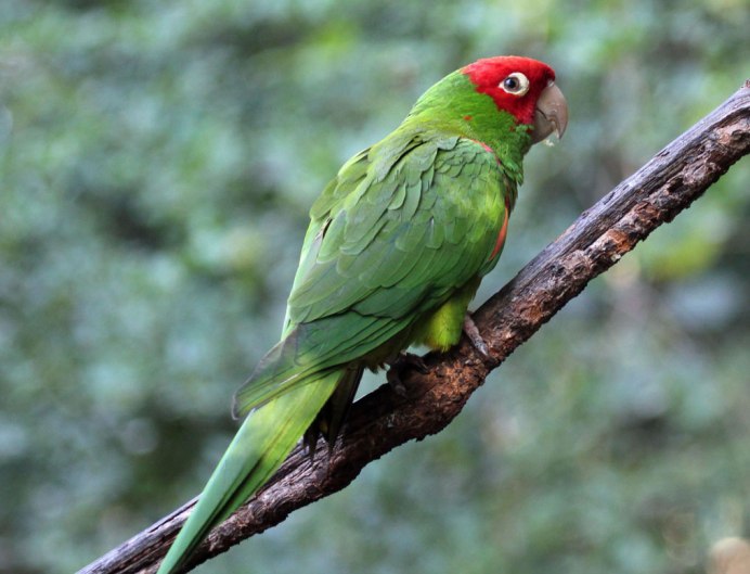 Красноголовый попугай аратинга