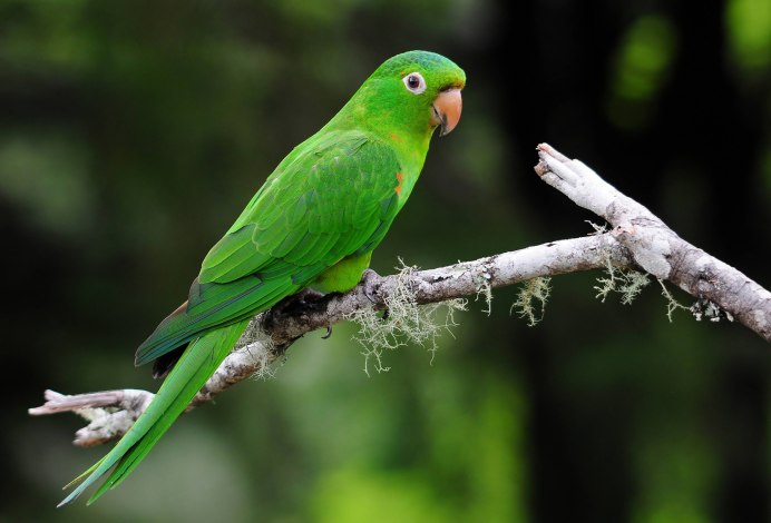 Колумбийский белоглазый аратинга