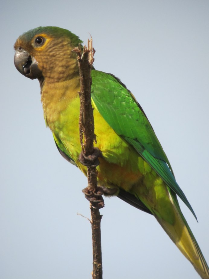 Золотая аратинга купить