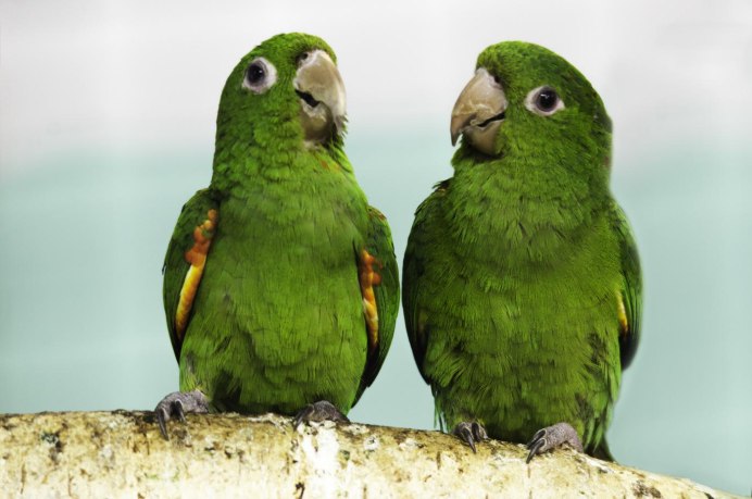 Белоглазая аратинга (Aratinga leucophthalmus)