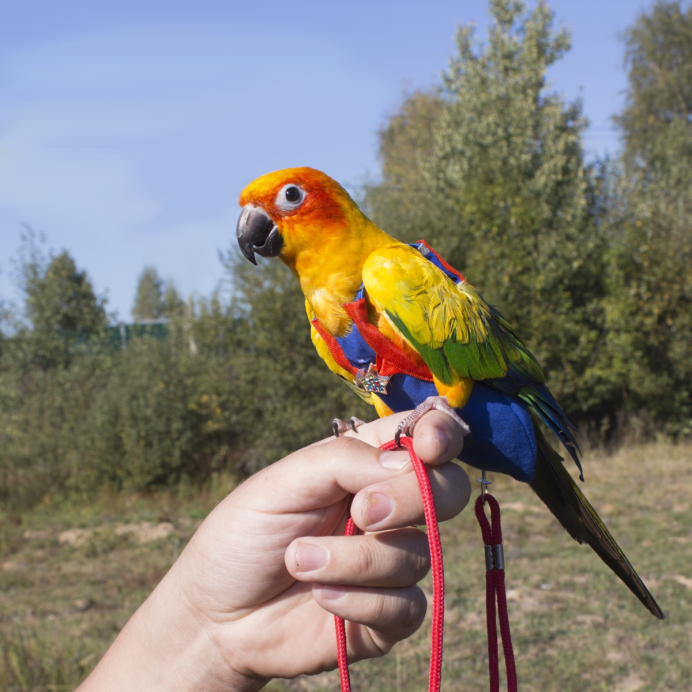 Попугай трио