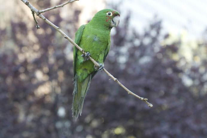 Aratinga chloroptera)