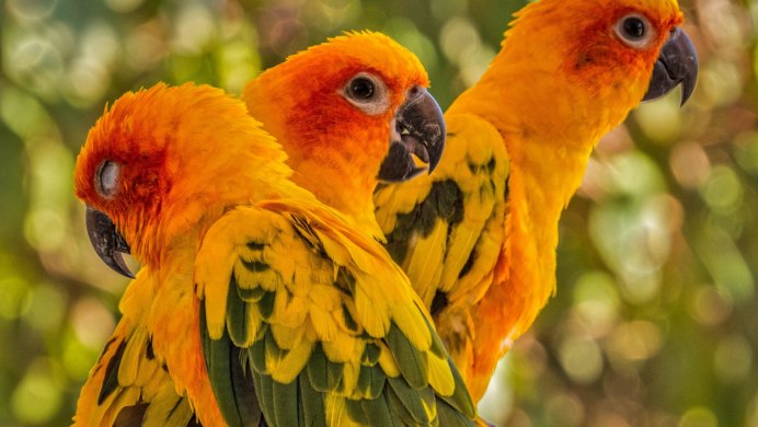 Попугай аратинга Солнечный opisanie