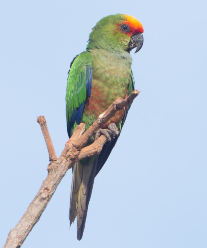 Краснолицый аратинга