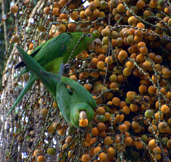 Паттон аратинга