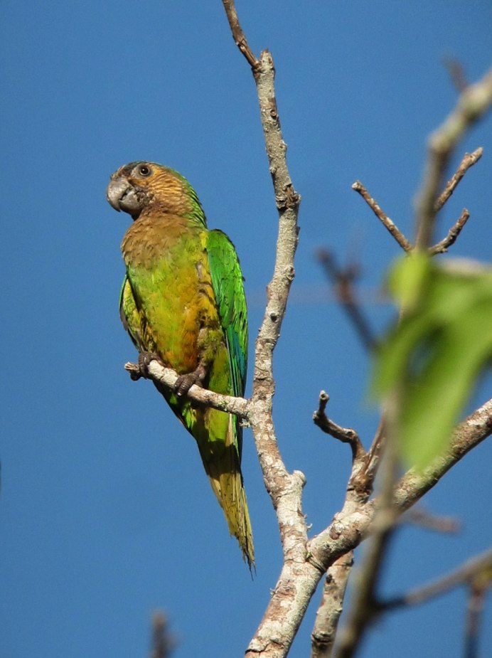 Попугай Солнечный аратинга