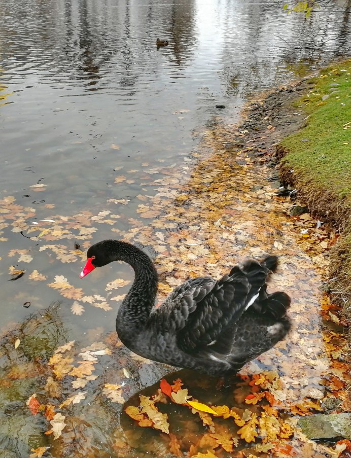Осень черные лебеди