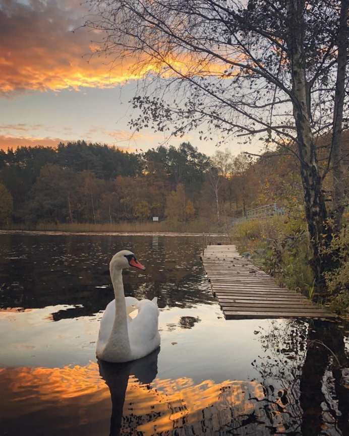 Лебединый пруд