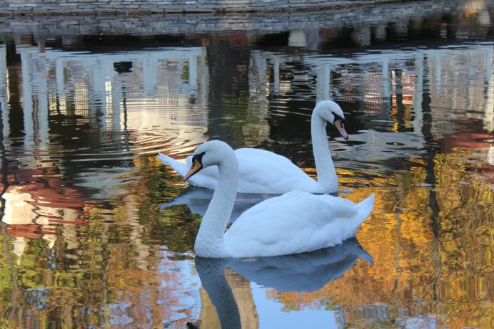 Лебеди осенью