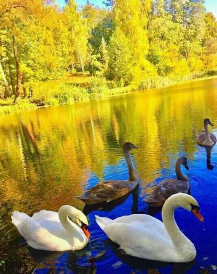 Фото лебедей на озере