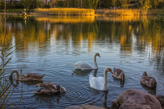 Воронцовский парк лебеди