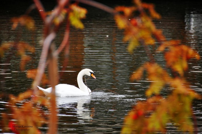 Лебеди осенью