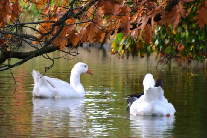 Лебеди осенью