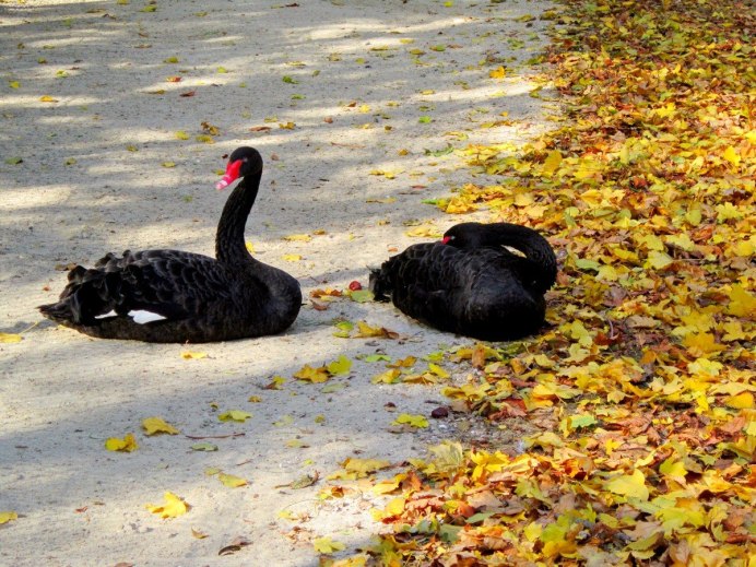 Черные лебеди осенью