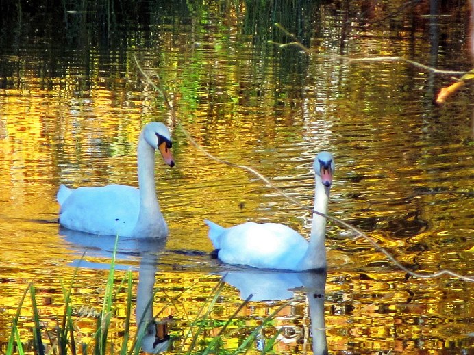 Калининград верхнее озеро лебеди