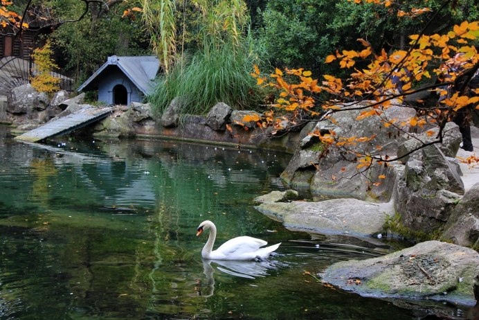 Анси пруд лебеди