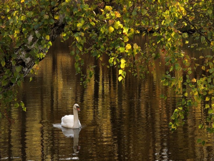 Екатерининский парк осень озеро лебеди