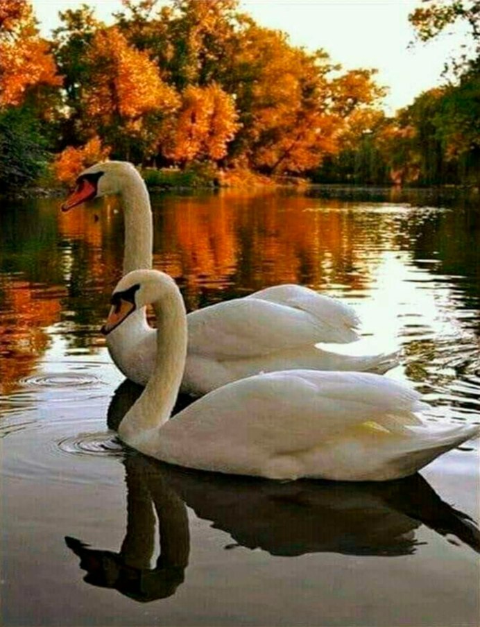 Осеннее отражение в воде