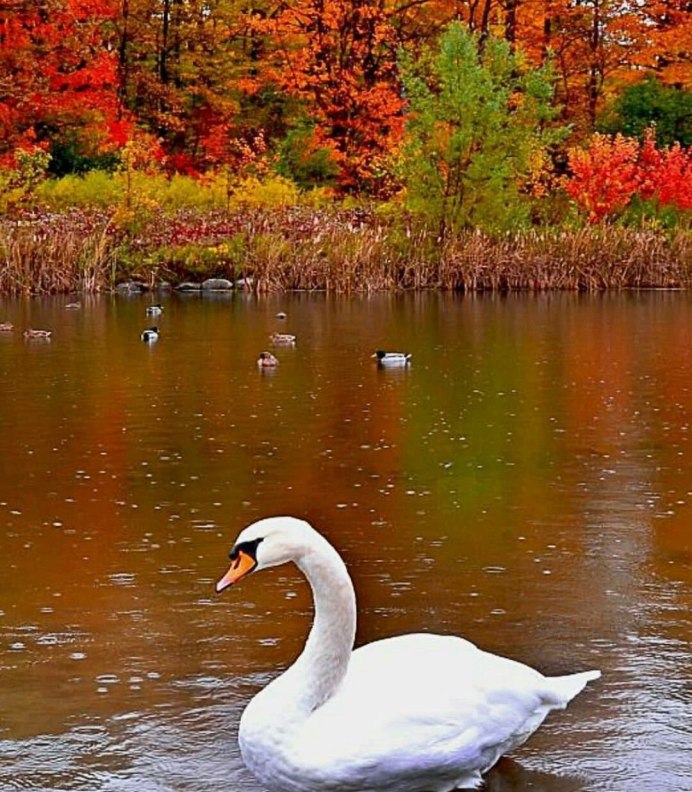 Осенний пруд