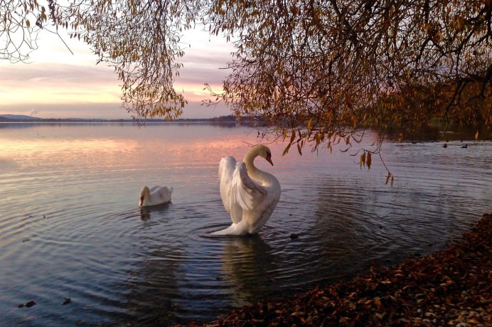 Лебеди вечером на озере