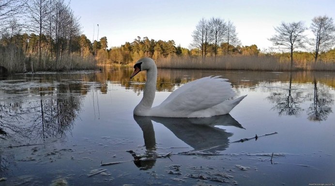 Лебедь утка Гусь