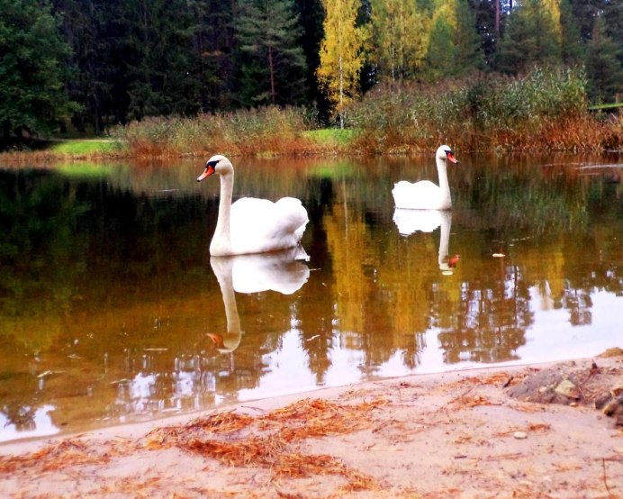 Река лебедь