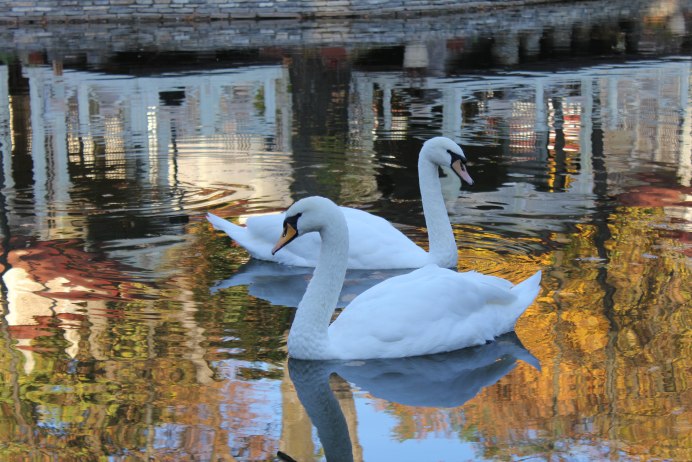 Лебеди осенью