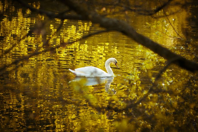 Осенняя парк с лебедями