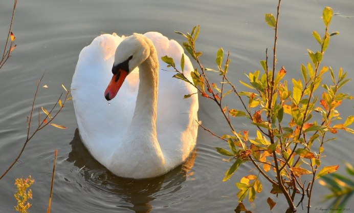 Лебеди осенью на пруду