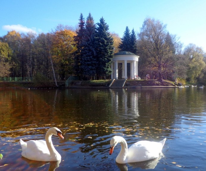 Лебеди летнего сада в Санкт-Петербурге