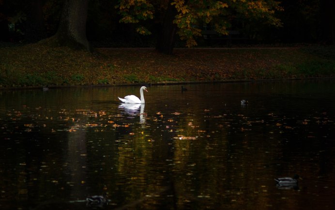 Осень озеро лебеди