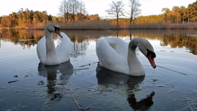 Озеро лебеди осень детский