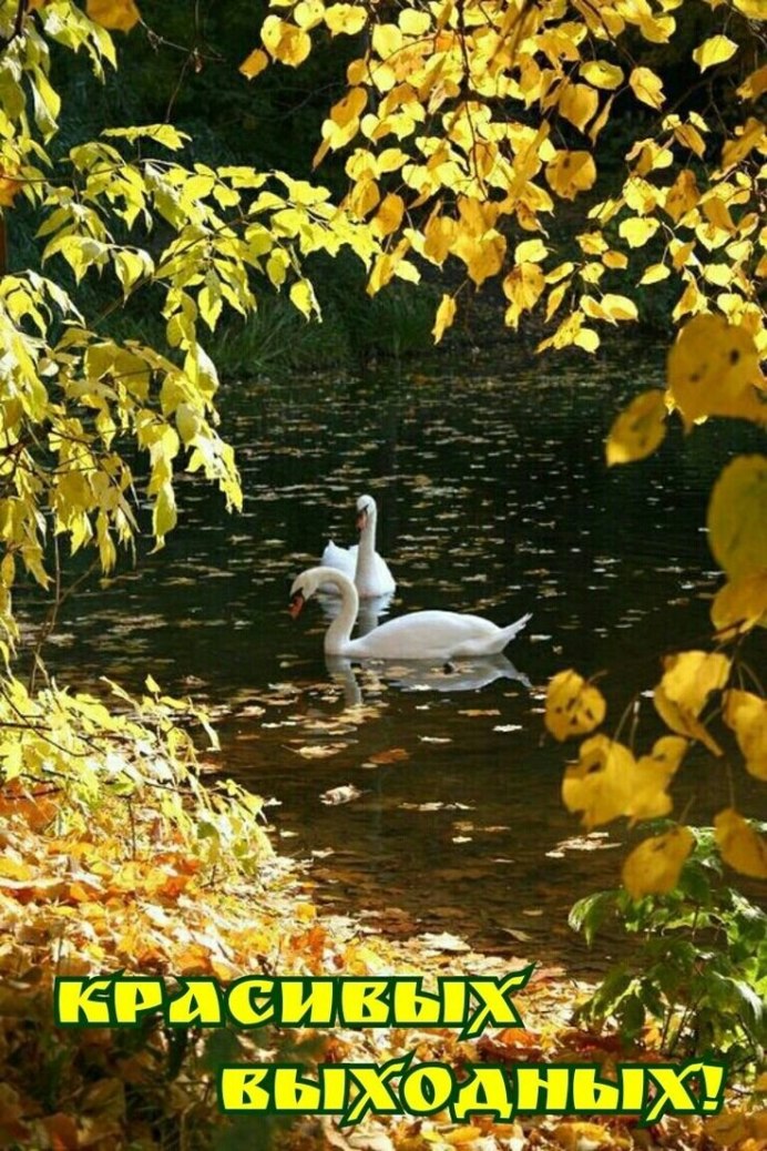 Лебеди на озере