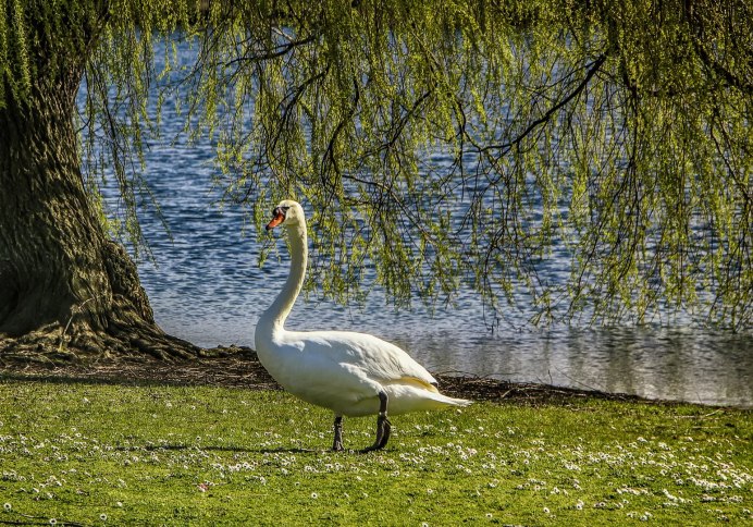 Осенний пейзаж с лебедями