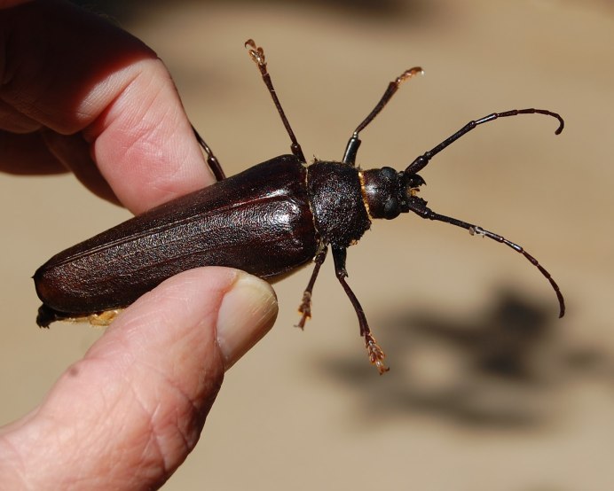 Ctenicera pectinicornis Linnaeus, 1758