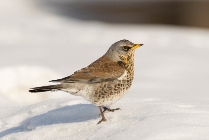 Дрозд рябинник Fieldfare turdus pilaris