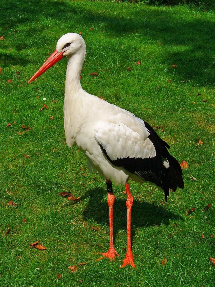 Ciconia Ciconia
