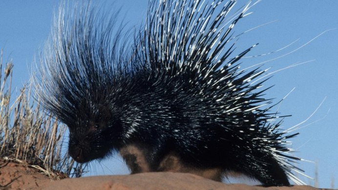 Гребенчатый Дикобраз hystrix cristata